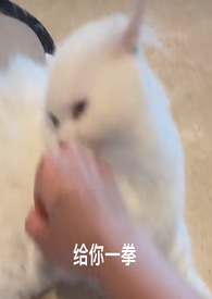 七彩猫1v1